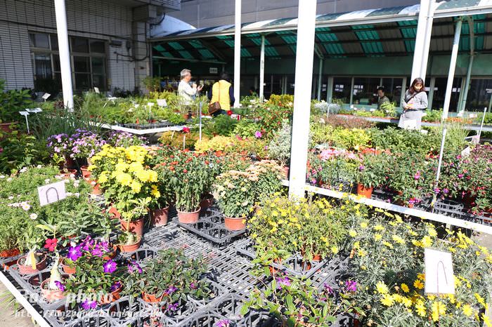 臺中 后里 中社觀光花市繽紛花海 豬小詠的食旅隨行