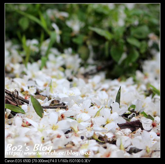 雲林 古坑 13荷苞山客家桐花祭 0413花況 桐花細雨 真的下雨了 豬小詠的食旅隨行