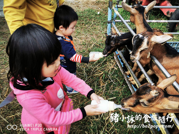 高雄 路竹 禾光牧場 可以餵羊咩咩的免費親子景點 豬小詠的食旅隨行