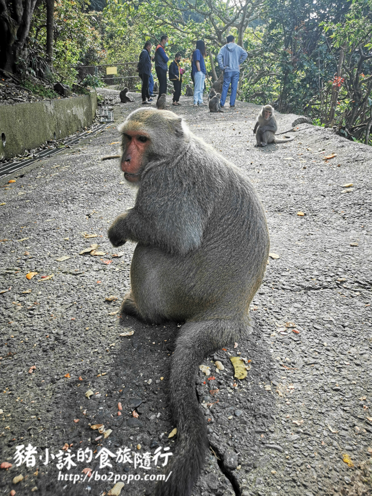 [遊記][台南] 烏山彌猴保護區。猴子的近距離接觸